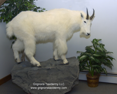 reimond grignon taxidermy mounts